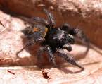 spider